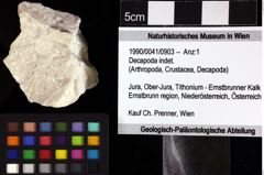 Foto (Objket + Etiketten) von Decapoda indet. 